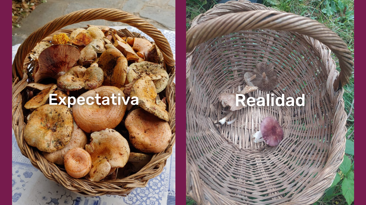 Expectativa versus Realidad en Cazar bolets